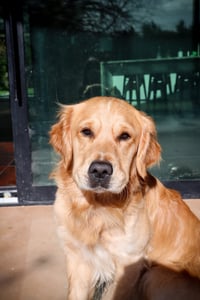 Dozer
