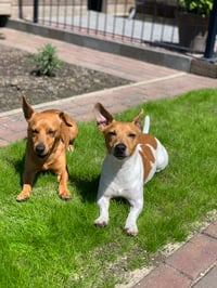 Sem & Bink