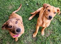 Piper and Delta