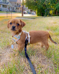Marley