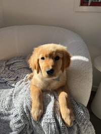 Maverick