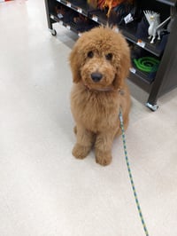 Chewie