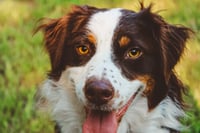 Rosie