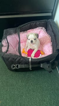 Penelope