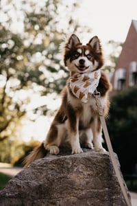 Grizz