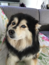 Myla
