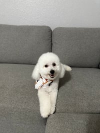 Muoi