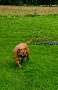 Cato