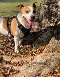 Sparky