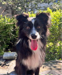 Maizee