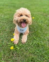 Hugo