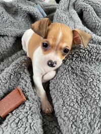 Poppy