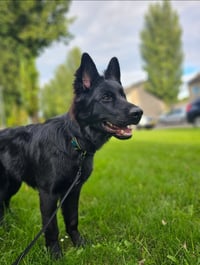 Zola
