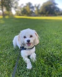 Zuni