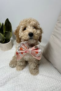 Maisy