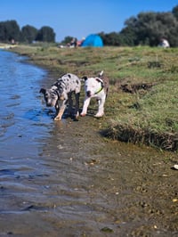 Onzin & Ninzo