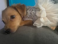 Amaya