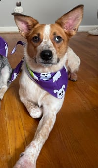 Nova