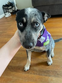 Piper