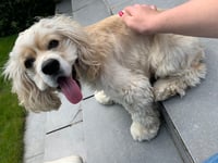 Cooper