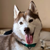 Tarik