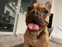Rufus