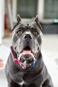 Nova