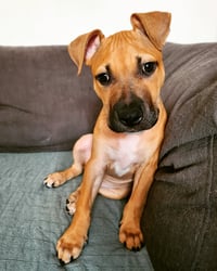 Ragnar