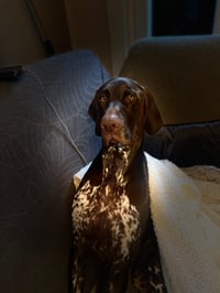 Archie