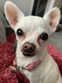 Rosie