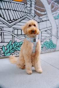 Humphrey