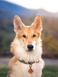 Lyra