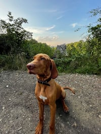 Cooper