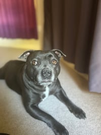 piper
