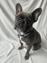 Roxie