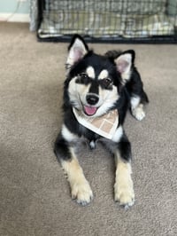 Apollo