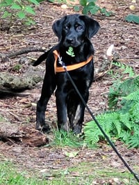Xavi