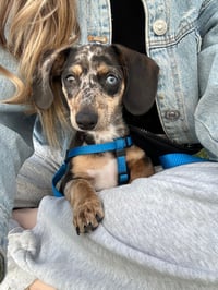 Arlo