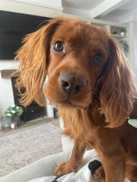 Bruno
