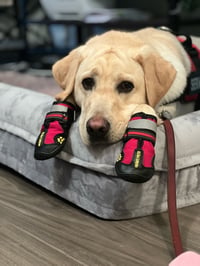 Baxter