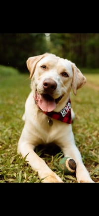 Koby