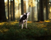 Stella