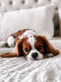 Truffle