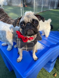 Pugsley