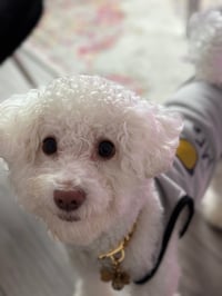 Chui