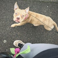 Rolo