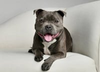 Harvey