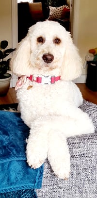 Dolly