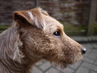 Toby