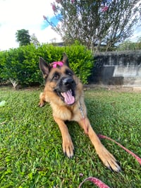 Nikita